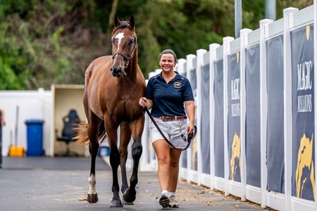 Lot 206 at the 2025 Magic Millions Gold Coast March Yearling Sale
