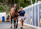 2025 Magic Millions Gold Coast March Yearling Sale, Lot 206
Victor Ludorum - Foxwhistle