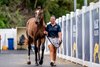 2025 Magic Millions Gold Coast March Yearling Sale, Lot 206
Victor Ludorum - Foxwhistle