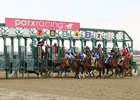 Demolition Woman #7 ridden by apprentice jockey Bryan Torres reared up as her competitors broke from the starting gate in the second race at Parx Racing on March 26, 2025. The maiden filly was safely corralled after a trip around the oval, and Torres was also unharmed. Photo by Barbara Weidl/EQUI-PHOTO.