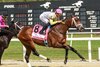 SKIPPYLONGSTOCKING wins the 2025 Michelob Ultra Challenger Stakes at Tampa Bay Downs