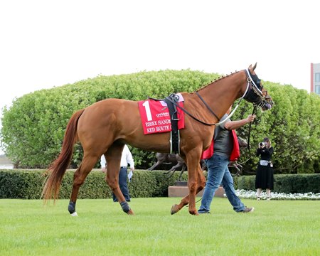 Multiple graded stakes winner Red Route One is among the offerings in the Fasig-Tipton July Selected Horses of Racing Age Sale