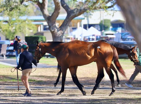 Juveniles are shown at the Ocala Breeders Sales Company's March 2-Year-Olds in Training Sale