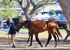 2025 OBS March 2 Year-Olds-in Training Sale