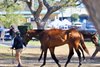 2025 OBS March 2 Year-Olds-in Training Sale