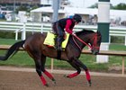 COAL BATTLE  training for Kentucky Derby  at Churchill Downs in  Louisville, KY. April 27, 2025