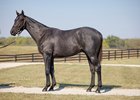  Chunk of Gold at the 2023 Fasig-Tipton October Sale