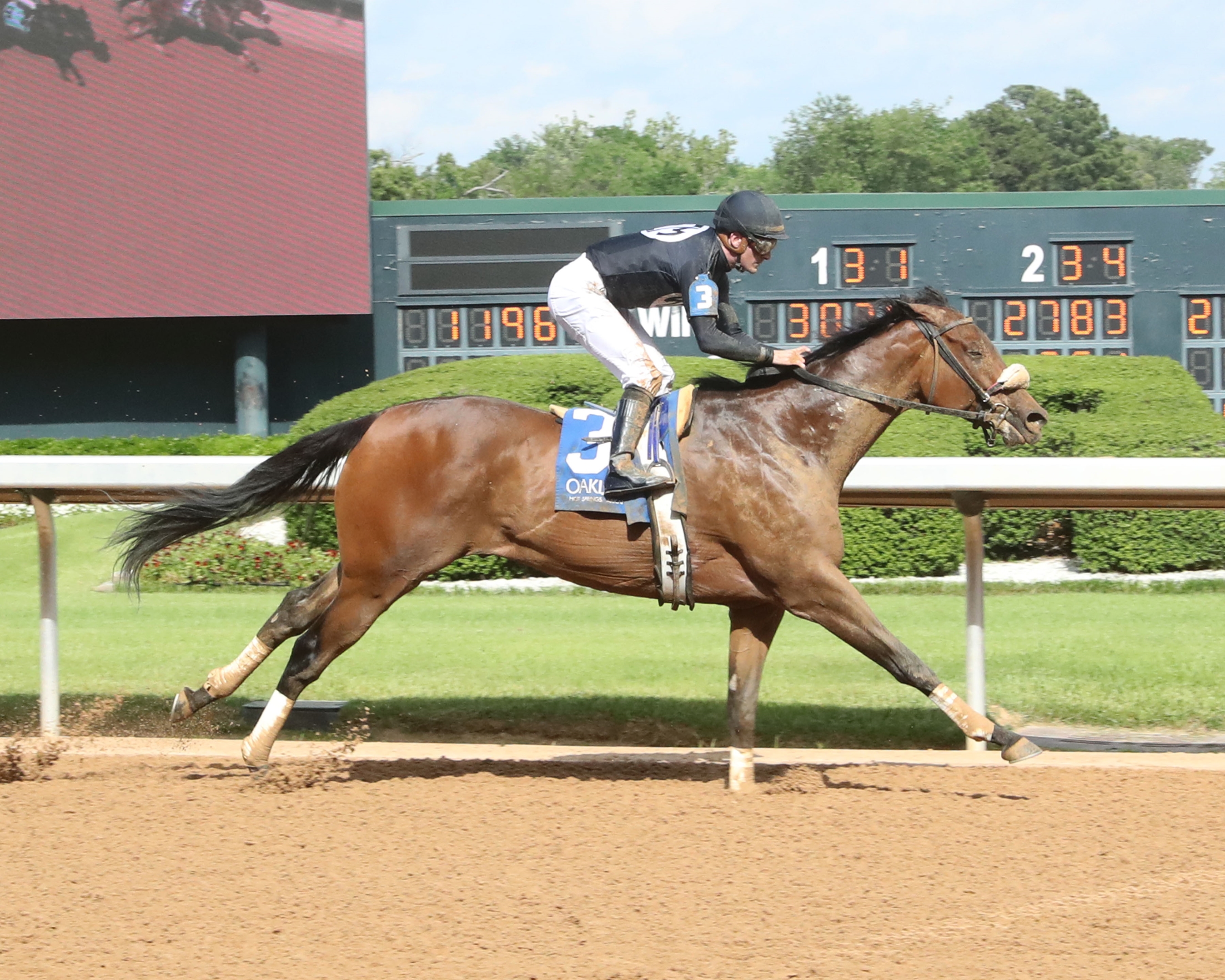 Navy Seal - Horse Profile - BloodHorse