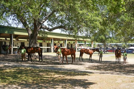 Barn area at the 2025 OBS Spring 2-Year-Olds in Training Sale