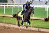  EAST AVENUE prepping for Kentucky Derby at Churchill Downs in  Louisville, KY. April 27, 2025