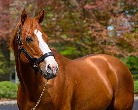 Justify, who is the top North America-standing sire with European runners, stands at Ashford Stud