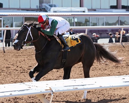 Take Charge Tom wins the Mine That Bird Derby at Sunland Park