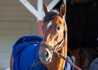 JOURNALISM bath time for Kentucky Derby contender at Churchill Downs in  Louisville, KY. April 27, 2025