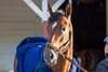 JOURNALISM bath time for Kentucky Derby contender at Churchill Downs in  Louisville, KY. April 27, 2025