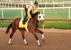 Built,  Kentucky Derby 2025, Churchill Downs, Louisville, KY, April 23, 2025, Mathea Kelley-Bloodhorse 