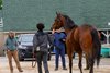 Veterinarian Nick Smith, left, and the veterinary team inspect a contender outside their barn
Training and feature shoots at Churchill Downs on April 26, 2025.
