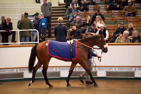 The Acclamation colt consigned as Lot 17 in the ring at the Tattersalls Craven Breeze Up Sale
