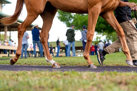 A scene from OBS sale grounds