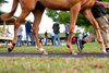 Scene, 2025 OBS Spring 2YO in Training Sale