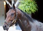 Flying Mohawk at Churchill Downs on April 30, 2025. Photo By: Chad B. Harmon