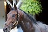 Flying Mohawk at Churchill Downs on April 30, 2025. Photo By: Chad B. Harmon