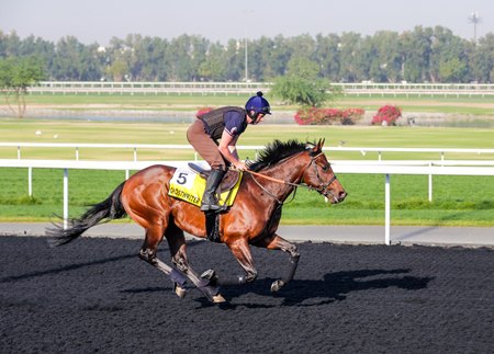 Ghostwriter works on the main track at Meydan Racecourse
