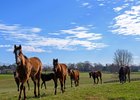 Yearlings. Scenes at WinStar in celebration of their 25th anniversary on March 25, 2025 in Versailles, Ky. 