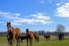 Yearlings. Scenes at WinStar in celebration of their 25th anniversary on March 25, 2025 in Versailles, Ky. 