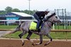 Final Gambit on the track at Churchill Downs on April 29, 2025. Photo By: Chad B. Harmon
