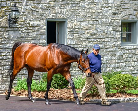 American Pharoah at Ashford Stud