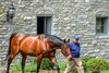 American Pharoah at Ashford Stud