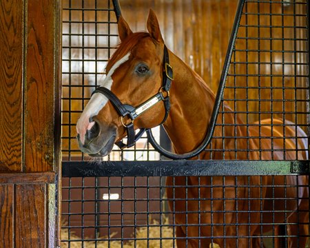 Justify continues to top the Ashford Stud roster for 2026 at $200,000