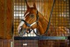 Justify
Media day at Ashford Stud with stallion showings and Adrian Mansergh-Wallace answering media questions near Versailles, Ky., on April 22, 2025, in Lexington, Ky. 