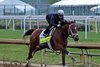 Journalism with Umberto Rispoli work five furlongs in 1:01.40 at Churchill Downs on April 27, 2025. Photo By: Chad B. Harmon