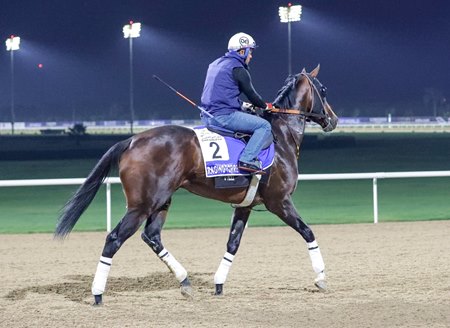 Raging Torrent trains at Meydan Racecourse