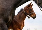 Mare and foal. Scenes at WinStar in celebration of their 25th anniversary on March 25, 2025 in Versailles, Ky. 