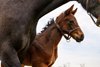 Mare and foal. Scenes at WinStar in celebration of their 25th anniversary on March 25, 2025 in Versailles, Ky. 