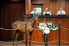 2025 OBS Spring 2YO in Training Sale, Sales Scene