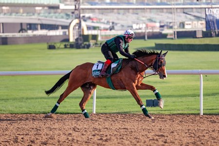 Calandagan training at Meydan Racecourse in Dubai this spring