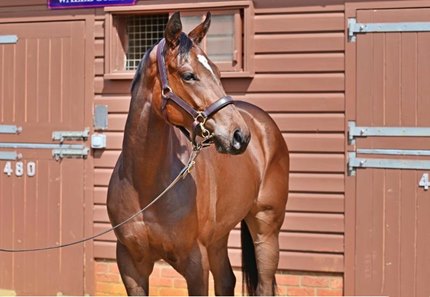 The Havana Grey filled consigned as Lot 252 at the Tattersalls Guineas Breeze Up Sale