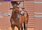 2025 Tattersalls Guineas Breeze Up Sale, Lot 252