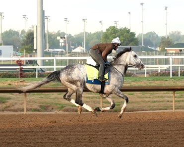 Final Gambit - Horse Profile - BloodHorse