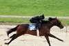 Hip 189, 1/8 in 10:1, 2025 Fasig-Tipton 2 Year-Olds in Training Sale, Timonium, MD