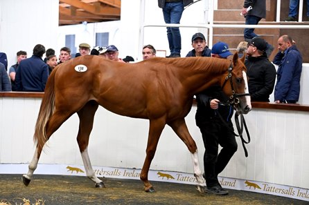 The Night of Thunder colt consigned as Lot 136 in the ring at the Tattersalls Ireland Breeze Up Sale
