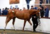 Tattersalls Breeze Up Sale 23-May-2025
Lot 138 Night Of Thunder x Mambo Light with groom Gerry Connors from Yeomanstown Stud sold to Anthony Stroud for €580,000.
Healy Racing
