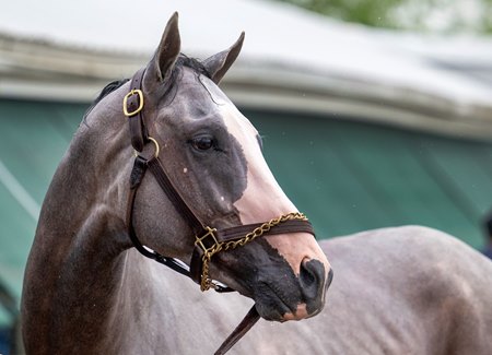 Sandman at Pimlico Race Course