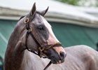 Sandman at Pimlico Race Course Thursday May 15, 2025 in Baltimore, MD..   Photo by Skip Dickstein