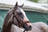Sandman at Pimlico Race Course Thursday May 15, 2025 in Baltimore, MD..   Photo by Skip Dickstein