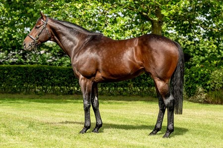 Baaeed at Beech House Stud in England