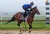 Clever Again, Pimlico Race Course, May 15 2025
